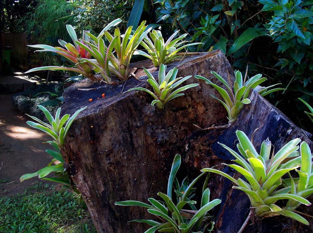 Pousada Cauca Ilha Grande  エクステリア 写真