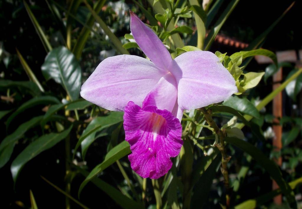 Pousada Cauca Ilha Grande  エクステリア 写真