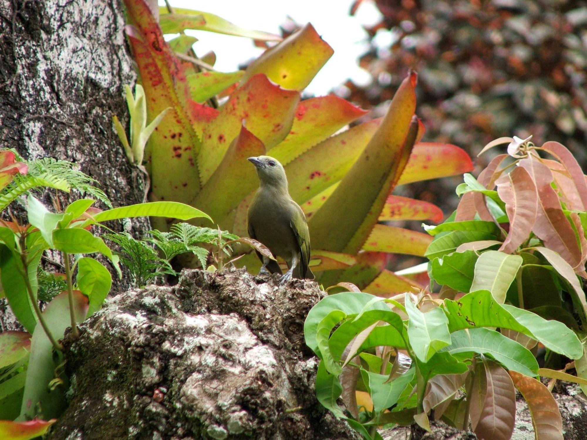 ホテル Pousada Cauca Ilha Grande  エクステリア 写真