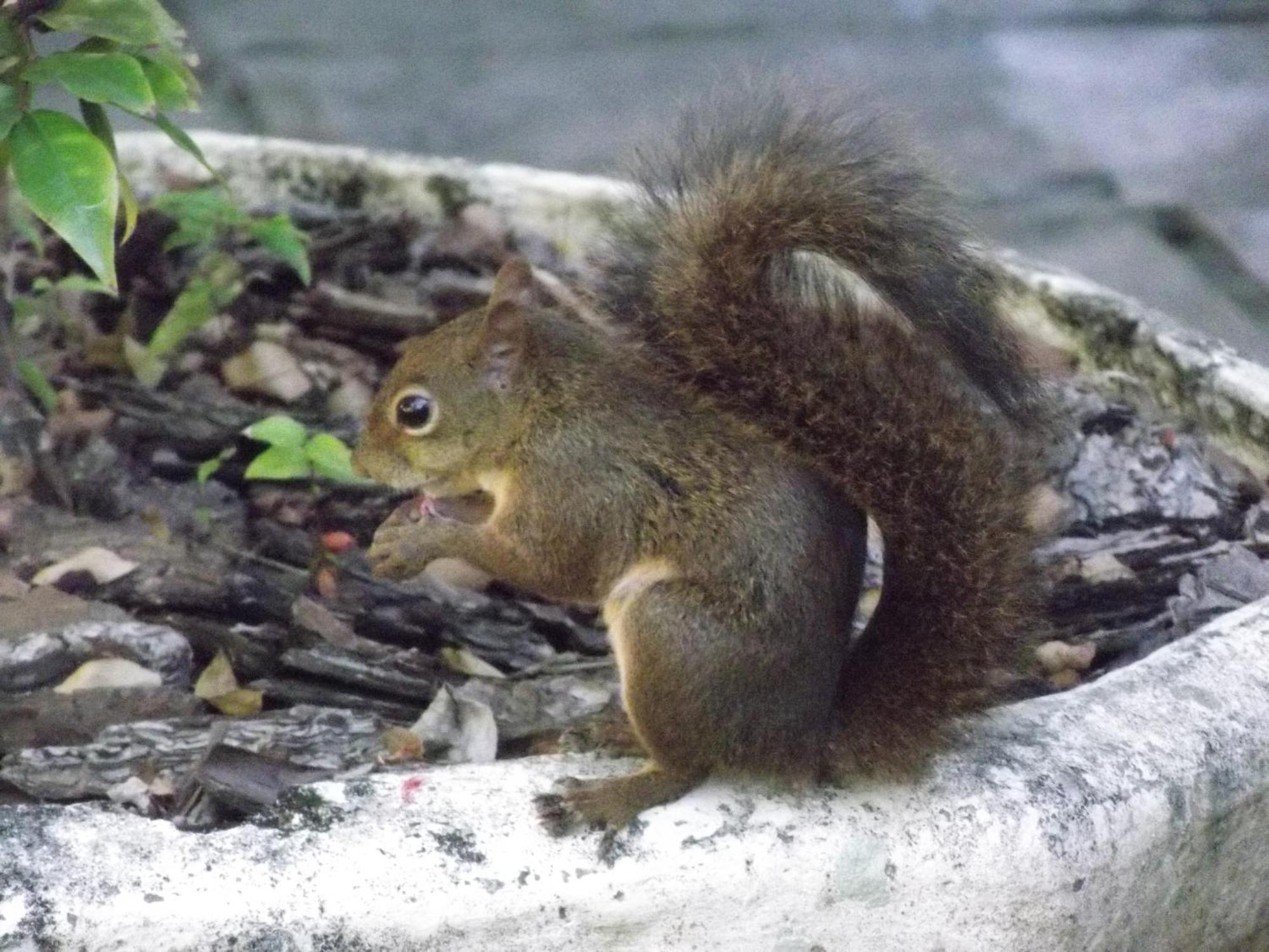 ホテル Pousada Cauca Ilha Grande  エクステリア 写真